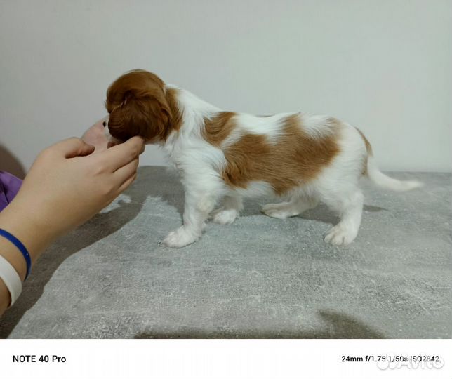 Продажа щенков