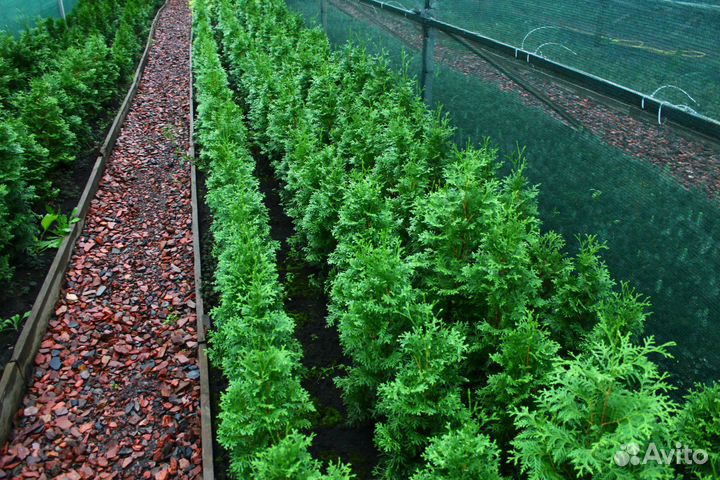 Туя западная колоновидная колумна 6-ти летка