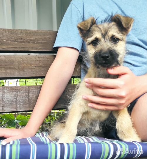 Маленькая собачка в добрые ручки