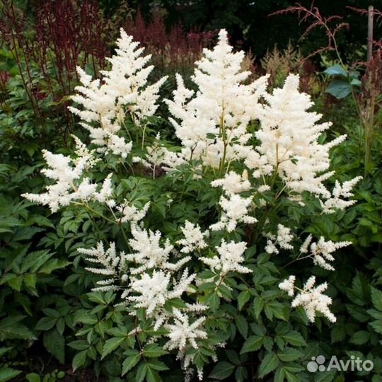 Продам садовые растения