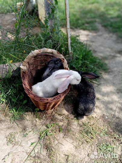 Кролики мясных пород