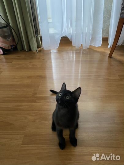 Замурчательный котенок