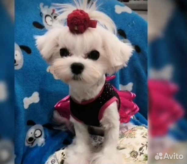 Супер курносая мальтезка