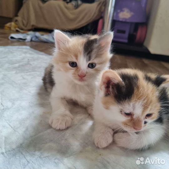 Милые комочки счастья в добрые руки
