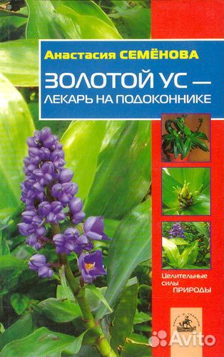 Золотой ус-лекарь на подоконнике А.Семёнова