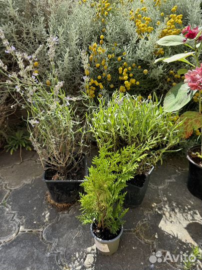 Гортензия тугезе роуз, метельчатая 2 шт