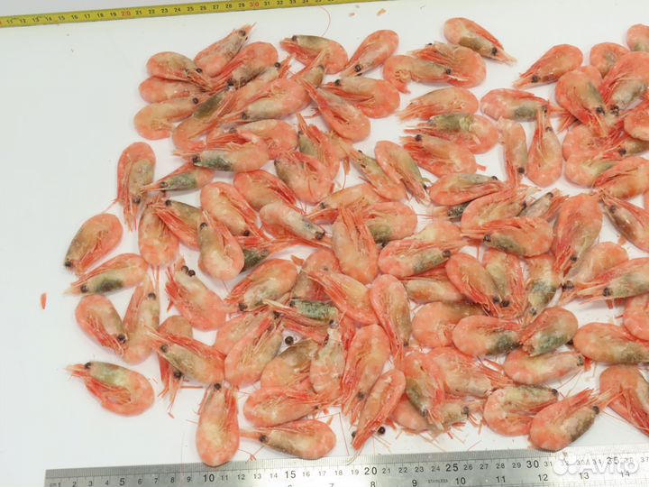 Северная креветка 90+
