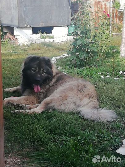 Кавказская овчарка
