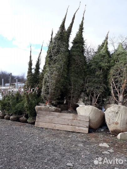 Ель обыкновенная