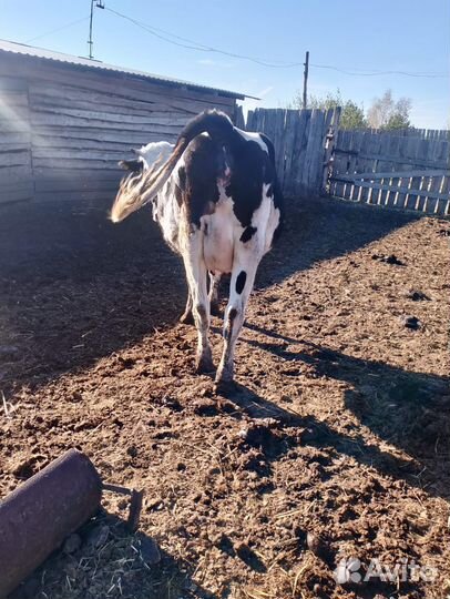 Тёлка стельная