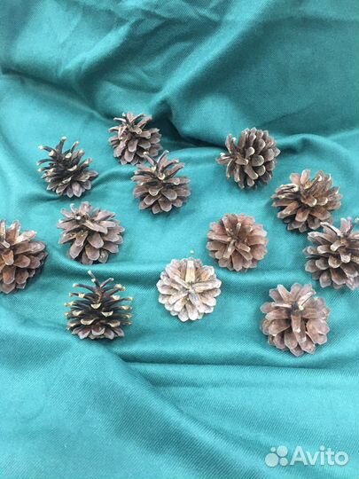 Шишки сосновые