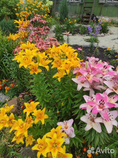 Саженцы лилии