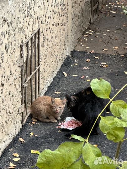 Котята бесплатно