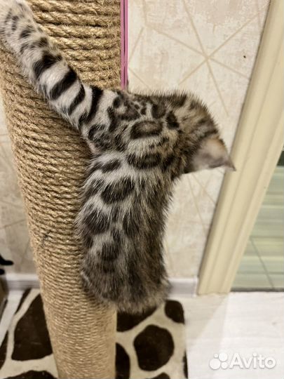 Бенгальские котята