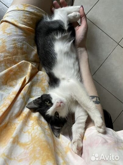 Котенок Чепуха в добрые руки