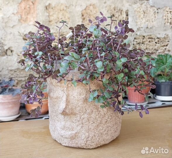 Коллизия традесканция