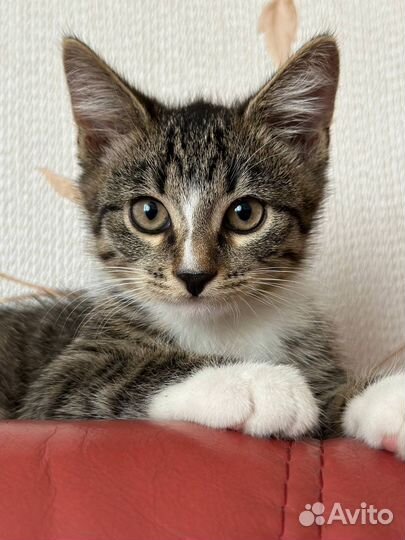 Котенок в добрые руки