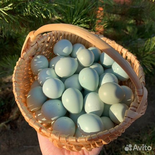 Инкубационное яйцо породы Селадона