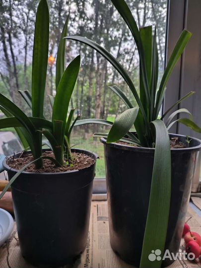 Комнатные цветы кливия