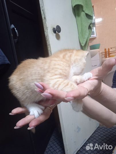 Котята (девочки)