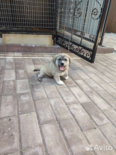 Щенки бесплатно