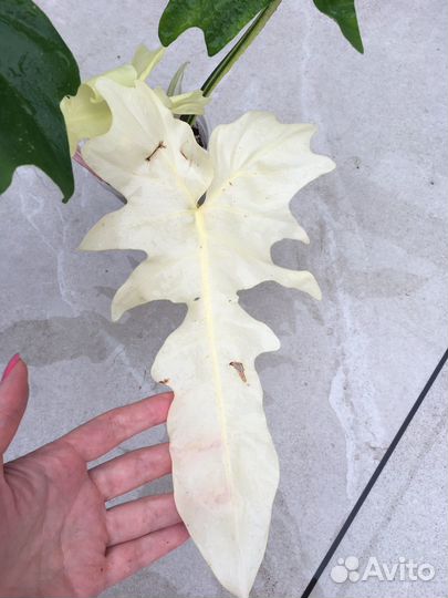 Филодендрон золотой дракон