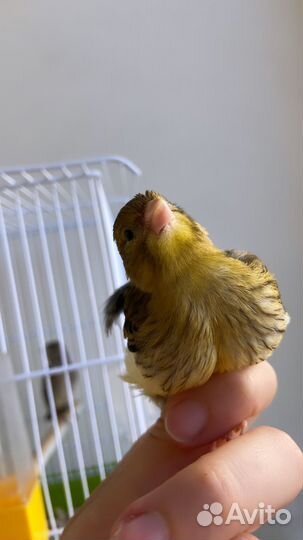 Кенары Файф Фенси