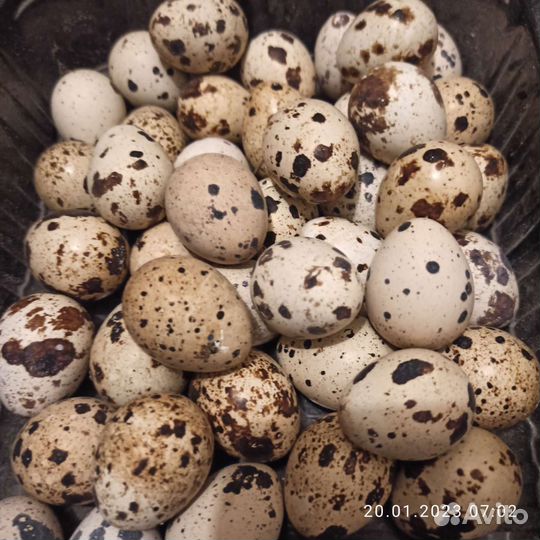 Яйца перепелиные