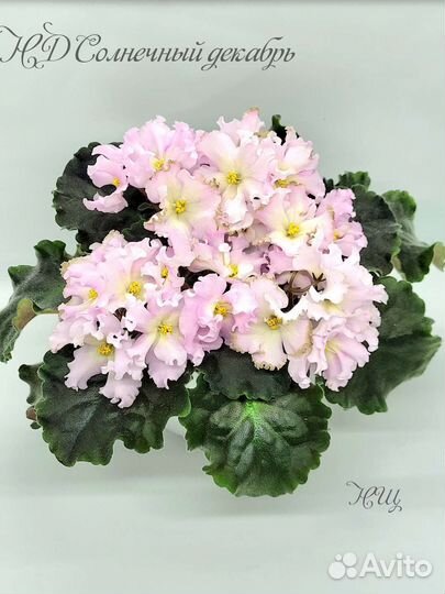 Фиалка лист на срез