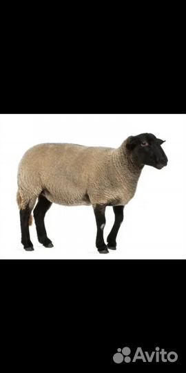Племенной баран