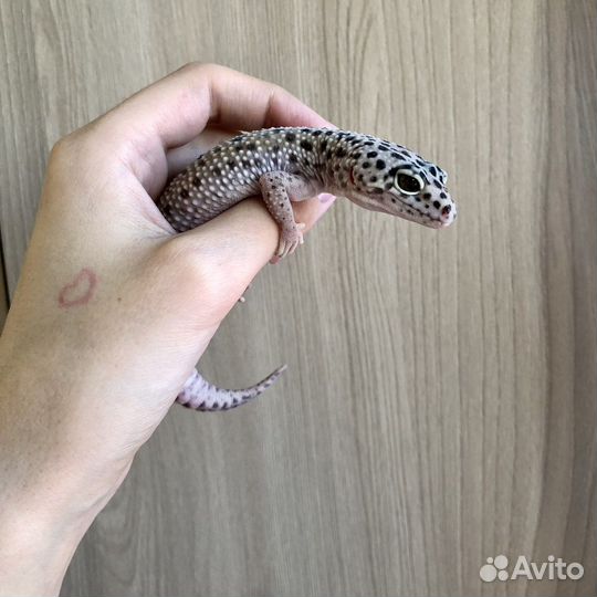 Пятнистый эублефар