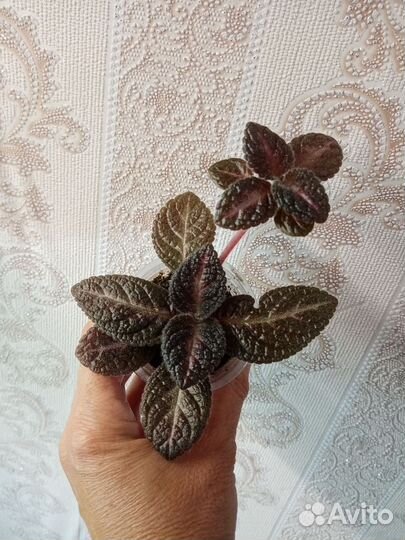 Комнатные цветочки