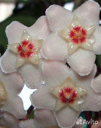 Хойя Карноза