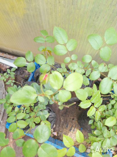 Пересорт Кустовые розы саженцы