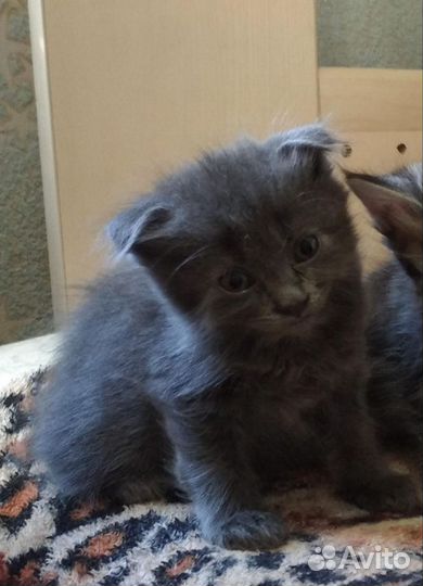 Котятки