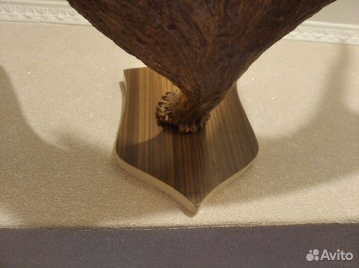 Рога лося на медальоне