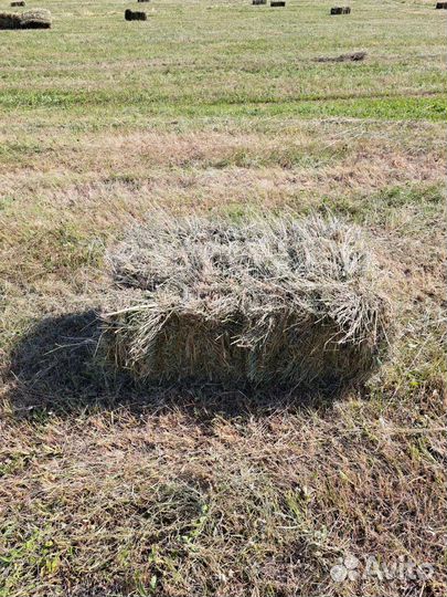 Сено, солома-2023 г укос