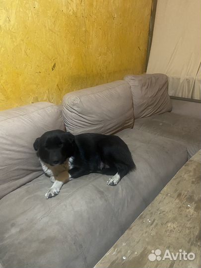 Щенки в добрые руки