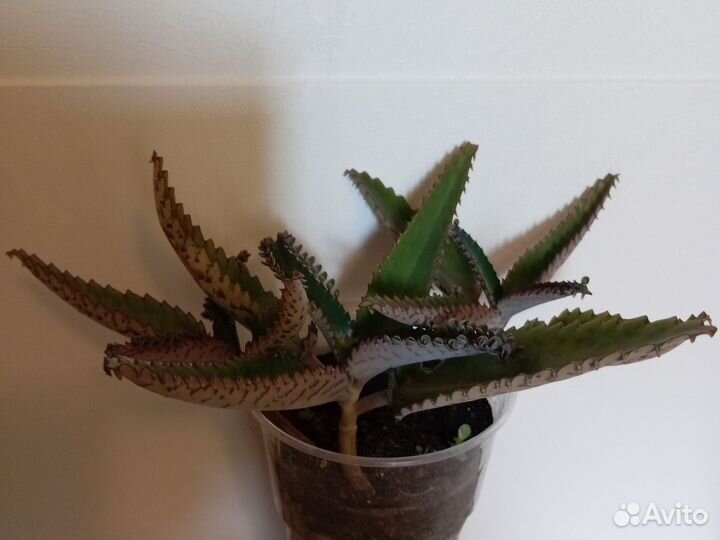 Каланхоэ лечебное