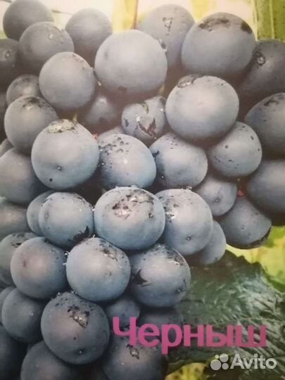 Саженцы винограда