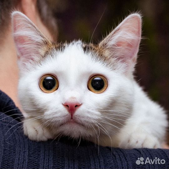 Белая кошка котенок