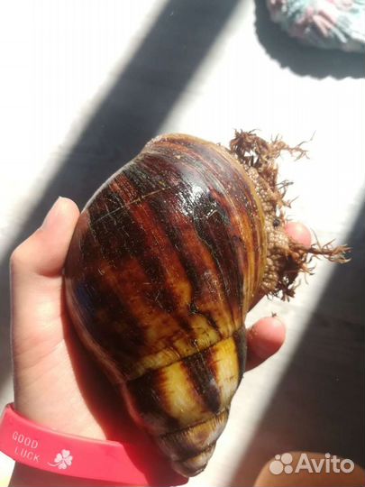 Улитка Архахатина