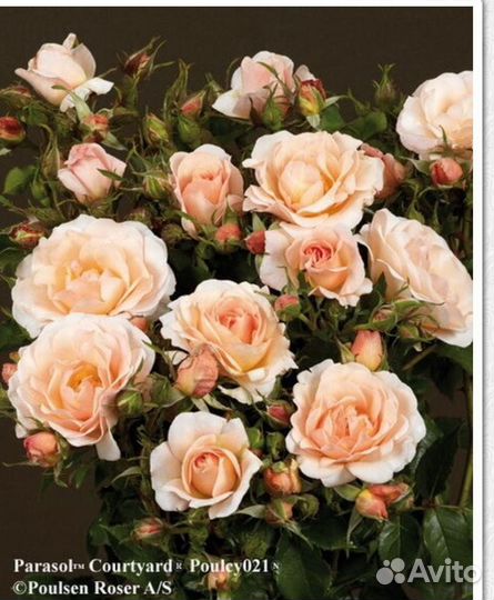 Саженцы роз. Плетистые. Джардина