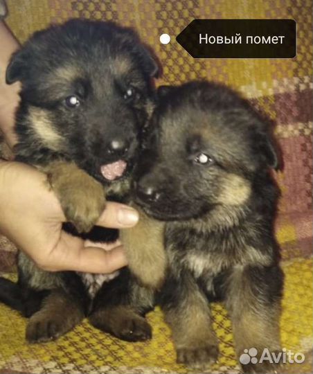 Щенки немецкой овчарки