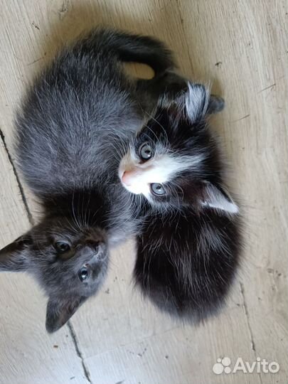 Котята от кошки крысоловки