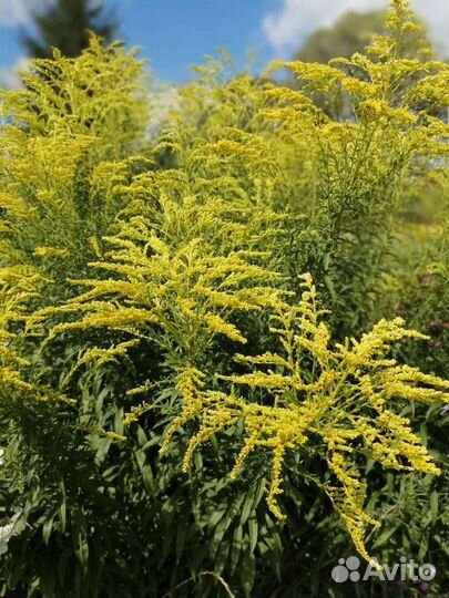 По 70 Цветущие садовые многолетники.Цветы.Много