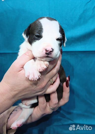 Стаффордширский терьер щенки