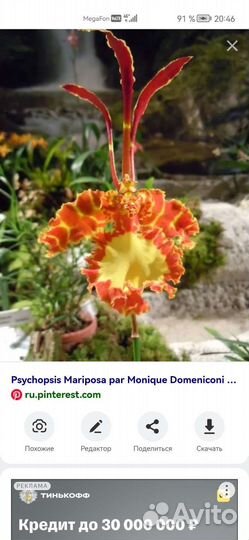 Орхидея дендробиум, психопсис