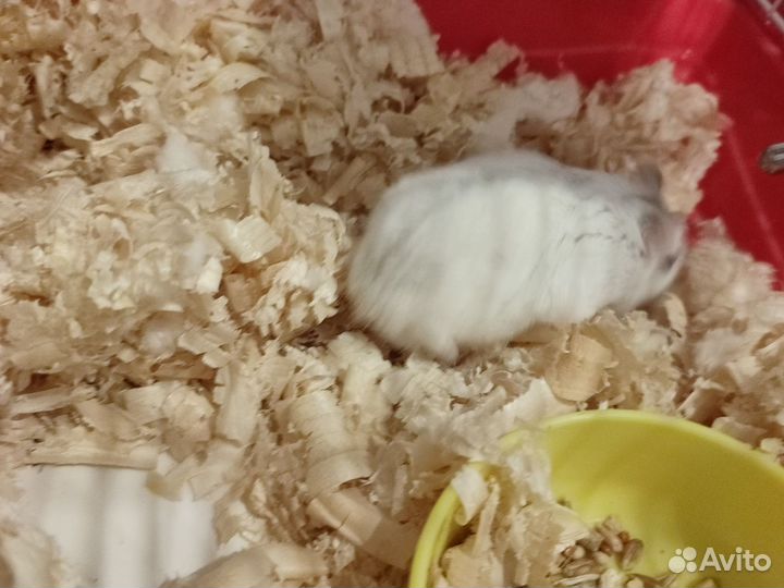 Клетка с хомяком