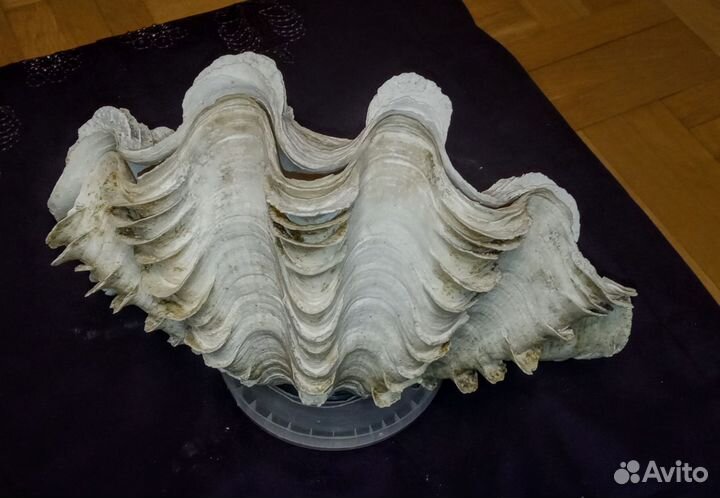 Морская раковина ракушка
